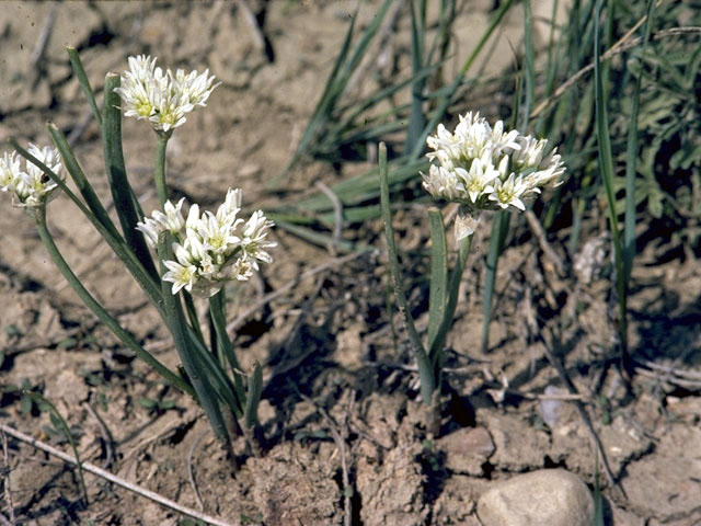 Allium textile (Textile onion) #4460