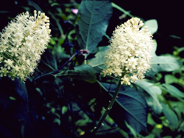 Amianthium muscitoxicum (Fly poison) #4473