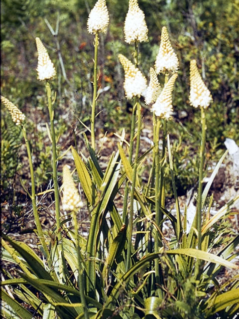 Amianthium muscitoxicum (Fly poison) #4475