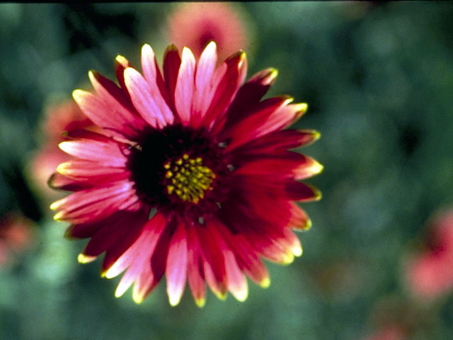 Gaillardia pulchella (Indian blanket) #4515