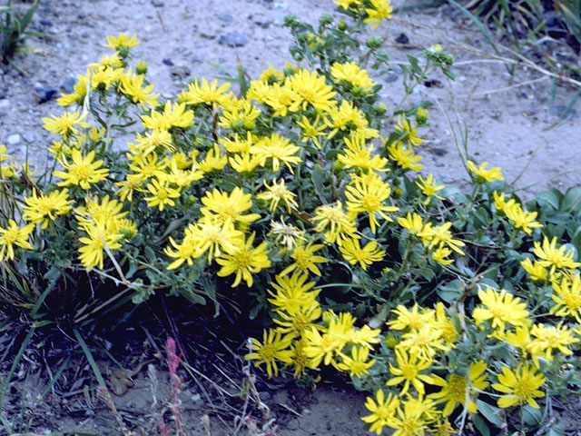 Grindelia stricta (Oregon gumweed) #4572