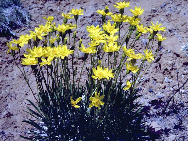 Stenotus acaulis (Stemless mock goldenweed) #4582