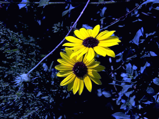 Helianthus debilis (Cucumberleaf sunflower) #4665