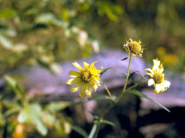 Helianthus giganteus (Giant sunflower) #4675