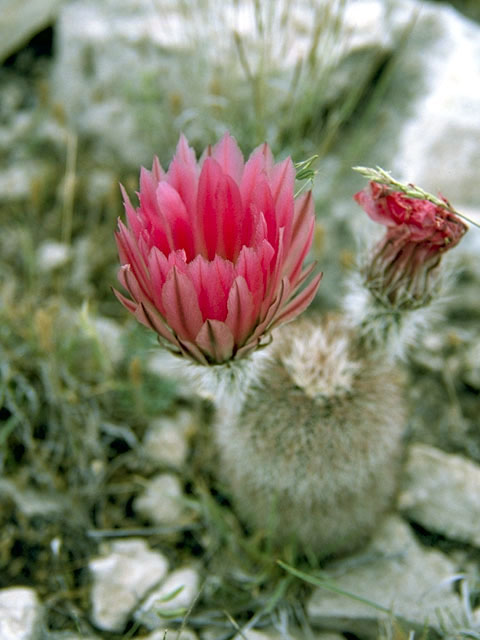 Echinocereus pectinatus (Rainbow cactus) #4788