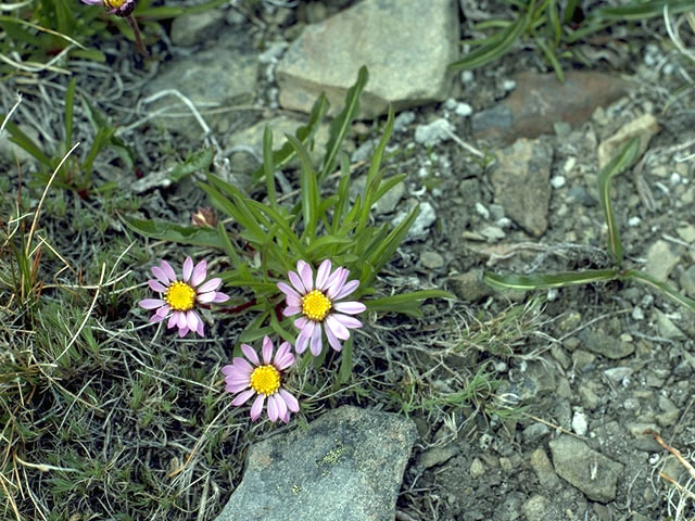 Aster alpinus (Alpine aster) #4938