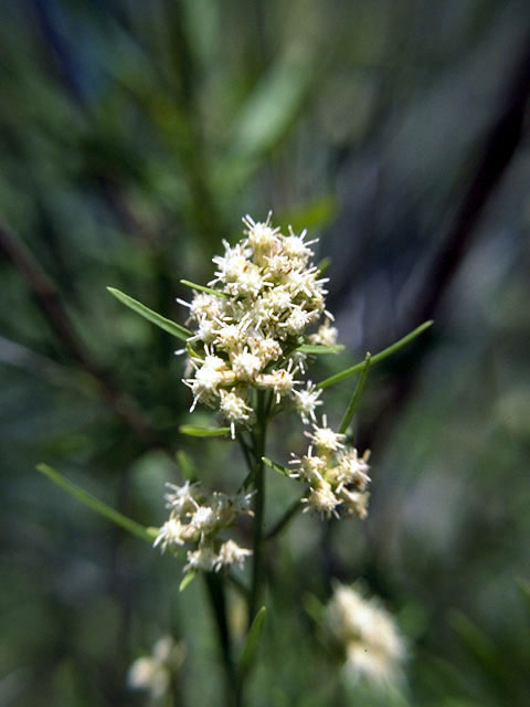 Baccharis salicifolia (Mule's fat) #5028