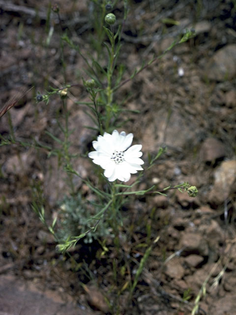 Blepharipappus scaber (Rough eyelashweed) #5124