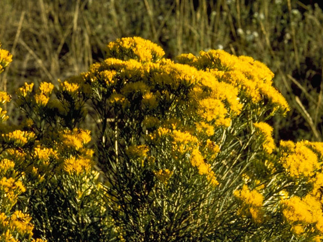 Ericameria nauseosa var. nauseosa (Rubber rabbitbrush) #5230