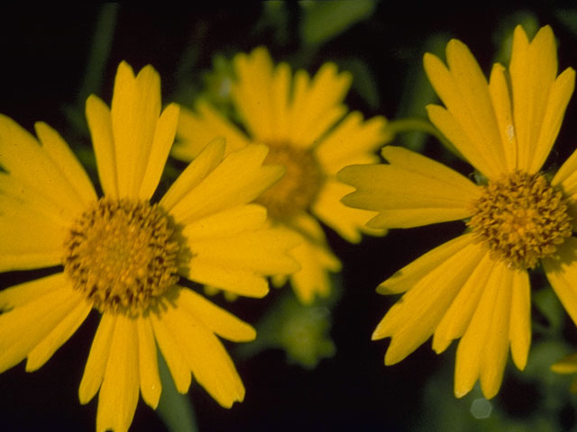 Coreopsis auriculata (Lobed tickseed) #5295