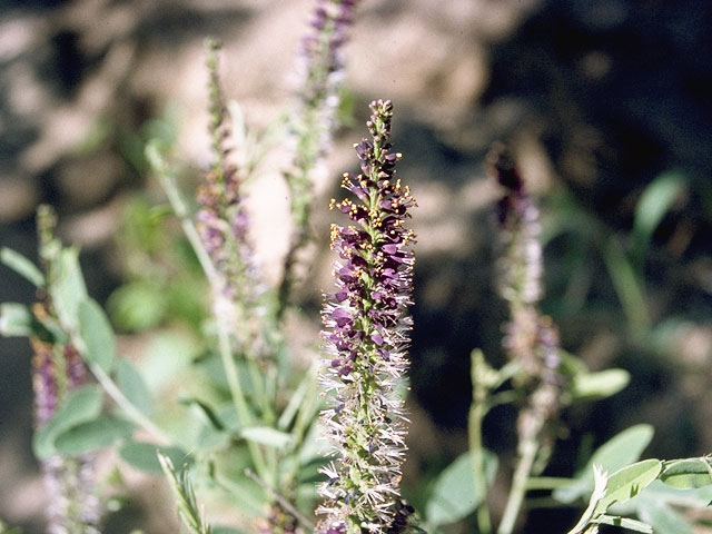 Amorpha canescens (Leadplant) #5342