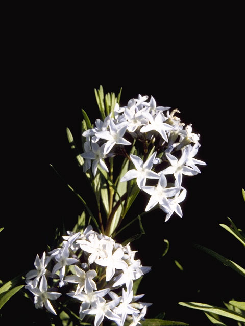 Amsonia ciliata (Fringed bluestar) #5348