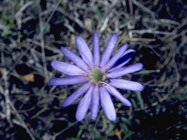 Anemone berlandieri (Tenpetal anemone) #5361