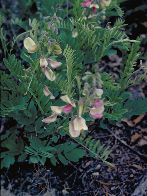 Tephrosia hispidula (Sprawling hoarypea) #5493