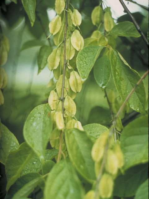 Halesia carolina (Carolina silverbell) #5649