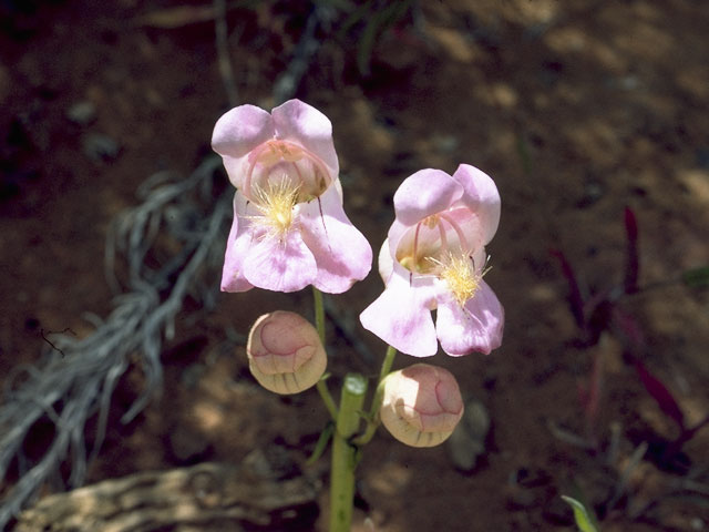 Penstemon palmeri (Palmer's penstemon) #5667