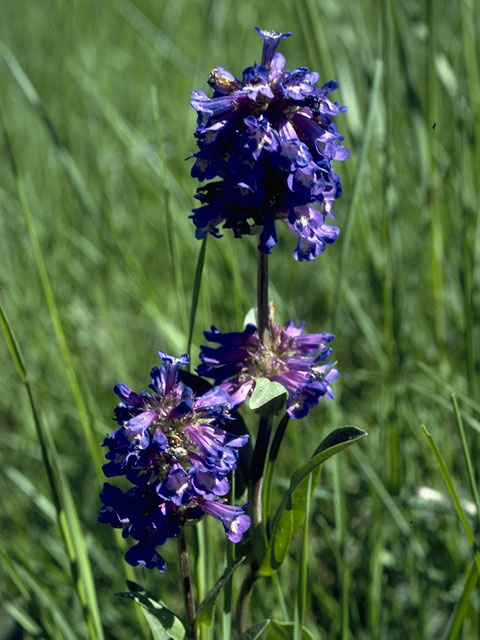 Penstemon procerus (Littleflower penstemon) #5678