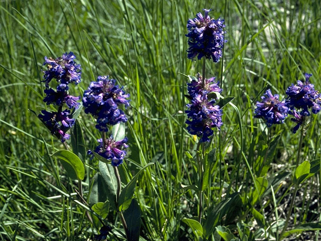 Penstemon procerus (Littleflower penstemon) #5679