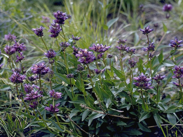 Penstemon procerus (Littleflower penstemon) #5681