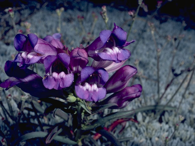 Penstemon spectabilis (Showy penstemon) #5712