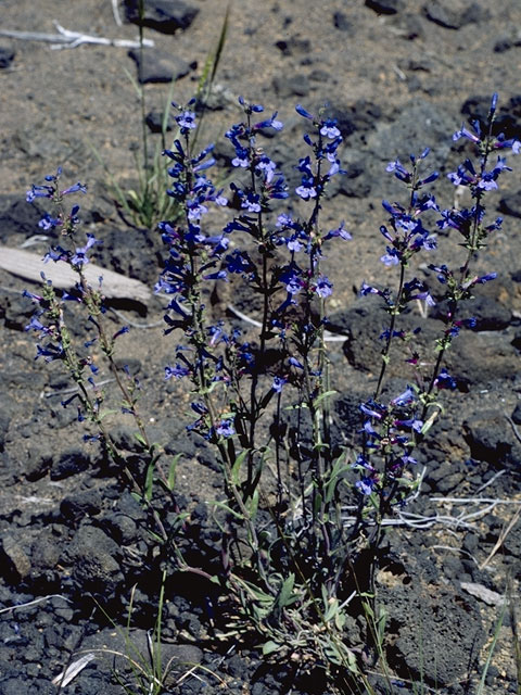 Penstemon strictus (Rocky mountain penstemon) #5715