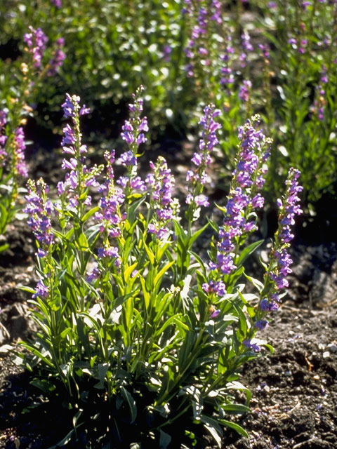 Penstemon strictus (Rocky mountain penstemon) #5717