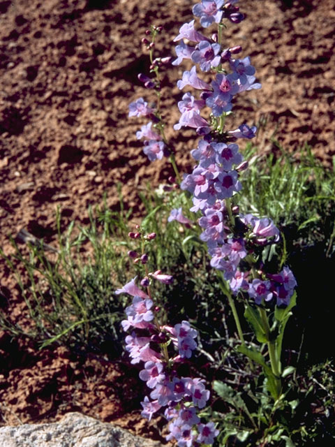 Penstemon virgatus (Upright blue penstemon) #5749