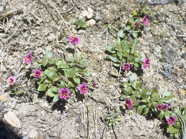 Mimulus kelloggii (Kellogg's monkeyflower) #5772