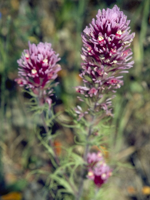 Castilleja densiflora ssp. densiflora (Denseflower indian paintbrush) #5821