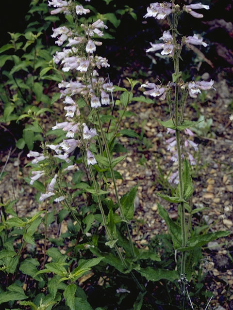 Penstemon canescens (Eastern gray penstemon) #5922