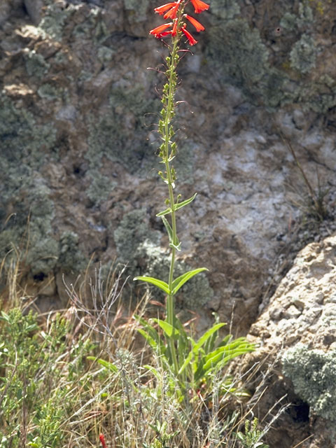 Penstemon centranthifolius (Scarlet bugler) #5927