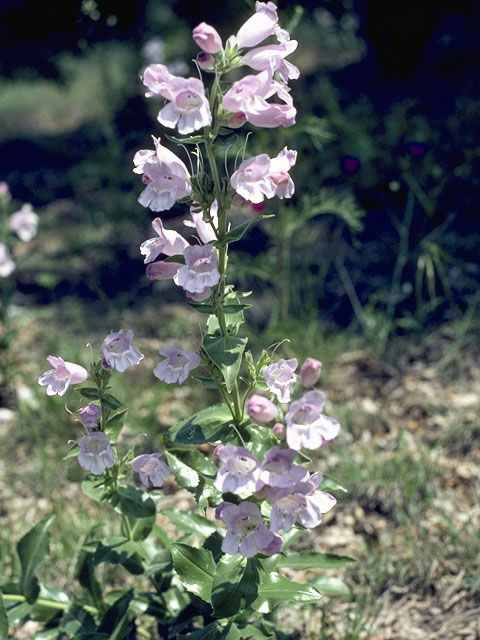 Penstemon cobaea (Prairie penstemon) #5935