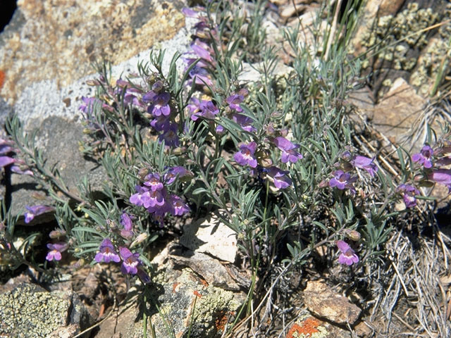 Penstemon crandallii (Crandall's penstemon) #5946