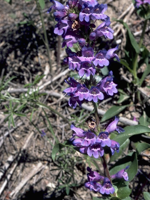 Penstemon eriantherus (Fuzzy-tongue penstemon) #5973