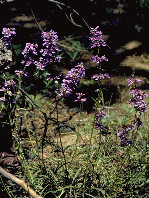 Penstemon gracilis (Lilac penstemon) #5981