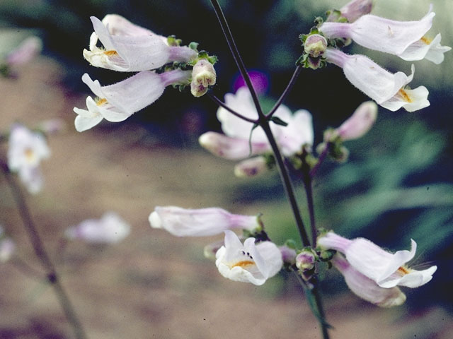 Penstemon laxiflorus (Nodding penstemon) #6012