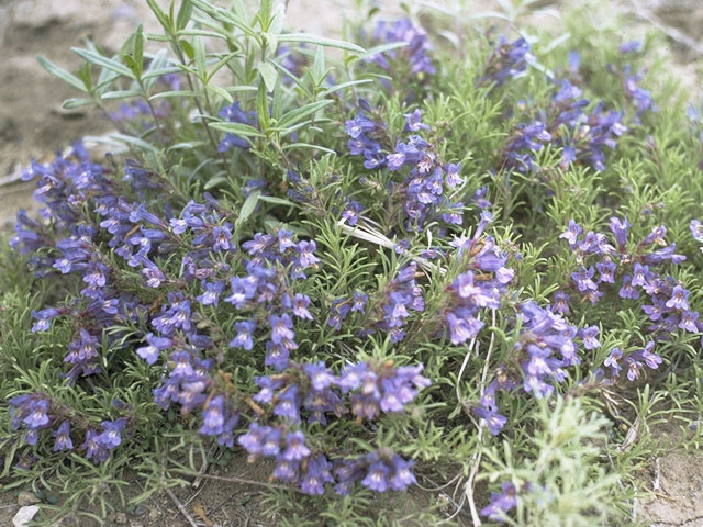 Penstemon crandallii (Crandall's penstemon) #6023