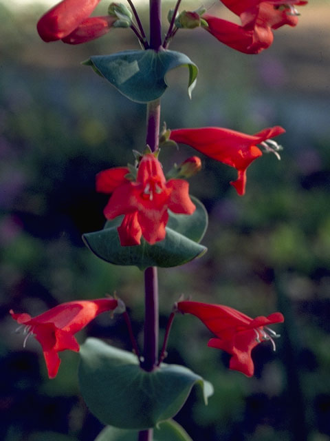 Penstemon murrayanus (Scarlet penstemon) #6027