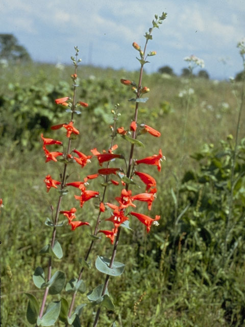 Penstemon murrayanus (Scarlet penstemon) #6029