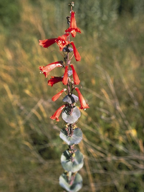 Penstemon murrayanus (Scarlet penstemon) #6030