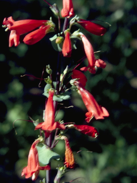 Penstemon murrayanus (Scarlet penstemon) #6031