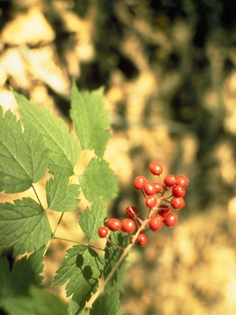 Actaea rubra (Red baneberry) #6120