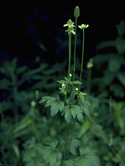 Anemone cylindrica (Candle anemone) #6137