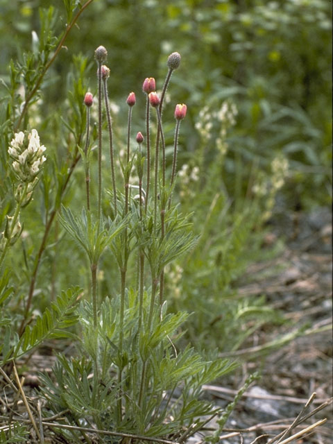 Anemone multifida (Pacific anemone) #6153