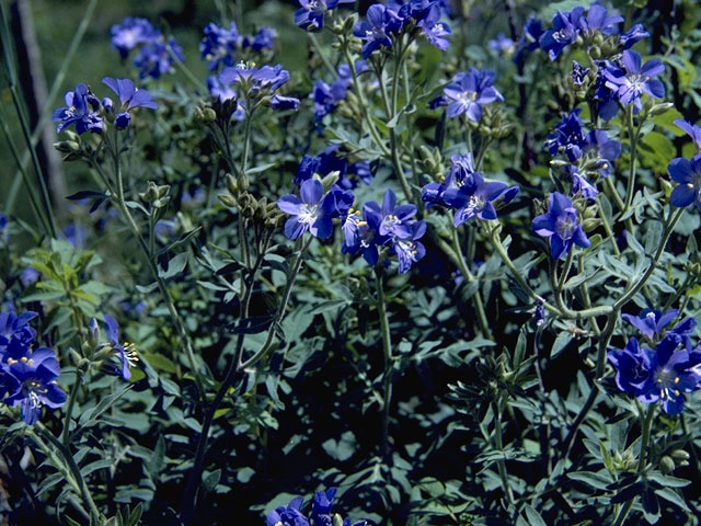 Polemonium foliosissimum (Towering jacob's-ladder) #6243