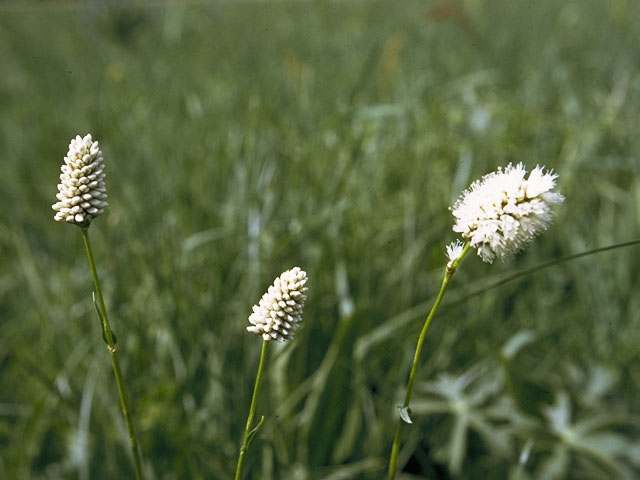 Polygonum bistortoides (American bistort) #6371