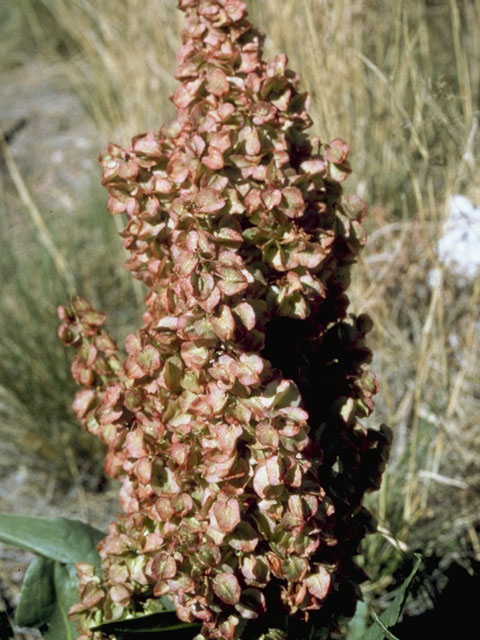 Rumex hymenosepalus (Canaigre dock) #6406