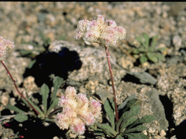 Cistanthe umbellata var. umbellata (Mt. hood pussypaws) #6439