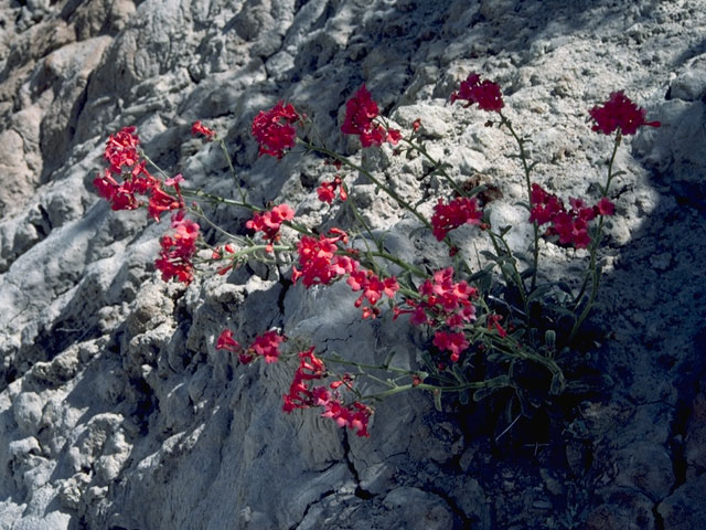 Aliciella subnuda (Coral gilia) #6548