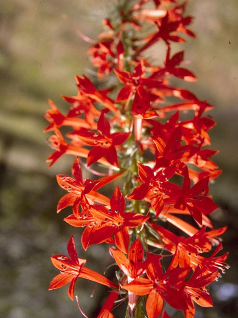 Ipomopsis rubra (Standing cypress) #6576